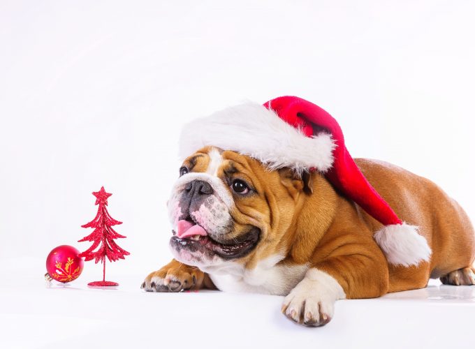 Wallpaper Christmas, New Year, dog, cute animals, 4k, Animals 80409497